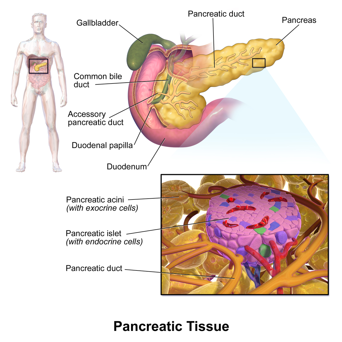 Pancreatic Tissue