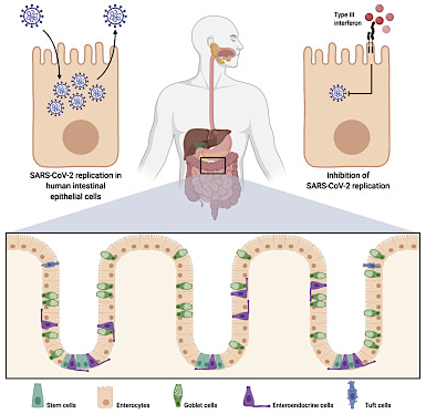 Sarc-CoV-2 inhibition