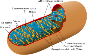 mitochondrial DNA