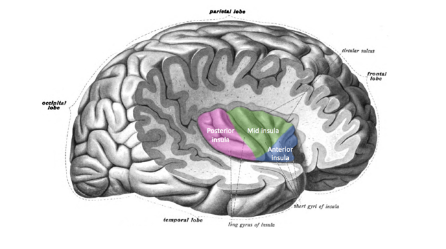 The insular cortex