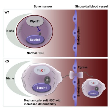 Ptpn21 maintains cellular mechanics