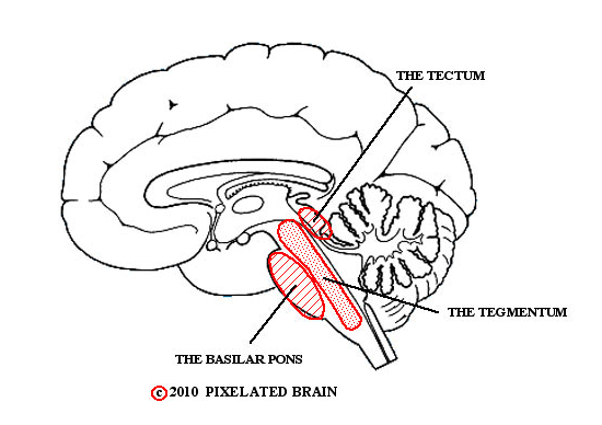 Image result for tectum in the brainstem