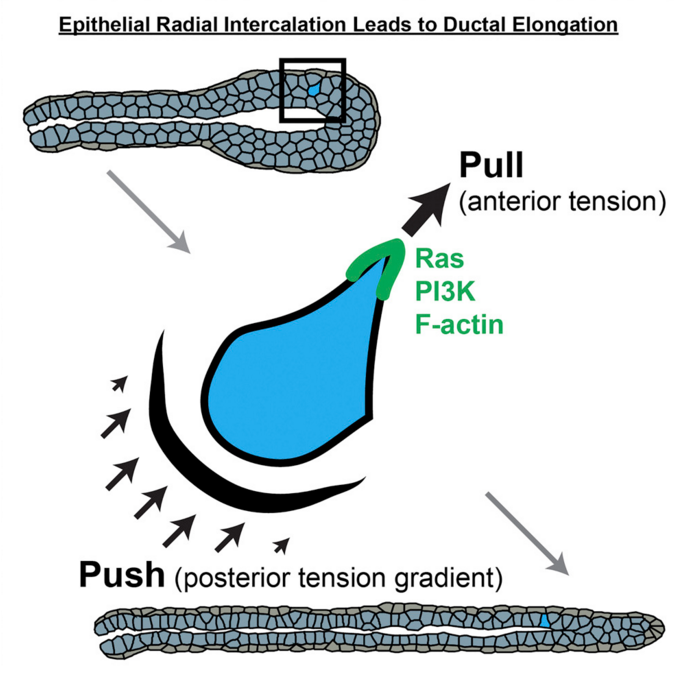 mouse breast duct formation