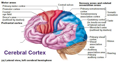 human cerebral cortex