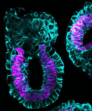 Gastrulation of synthetic embryo