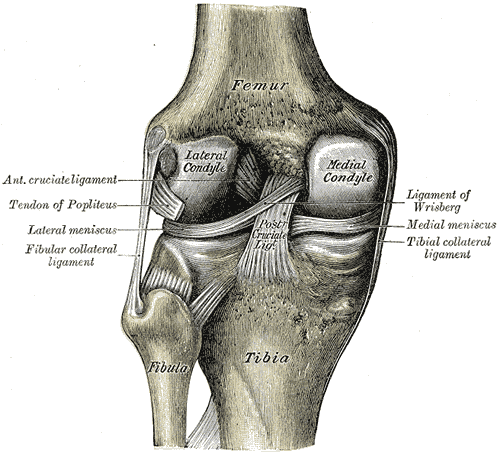 left knee joint