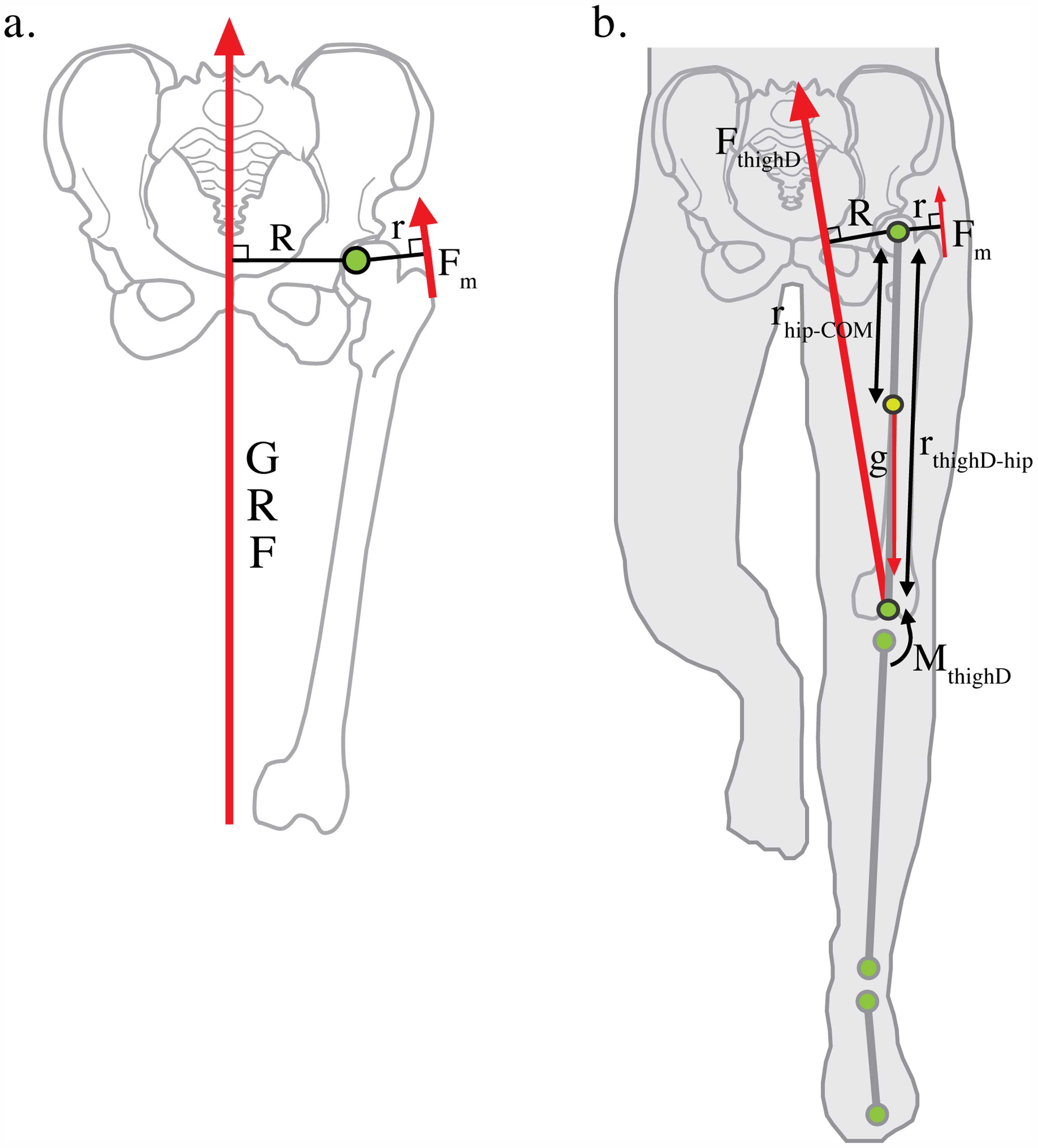Solving the obstetrical dilemma: Study shows wide hips do not mean less  efficient locomotion