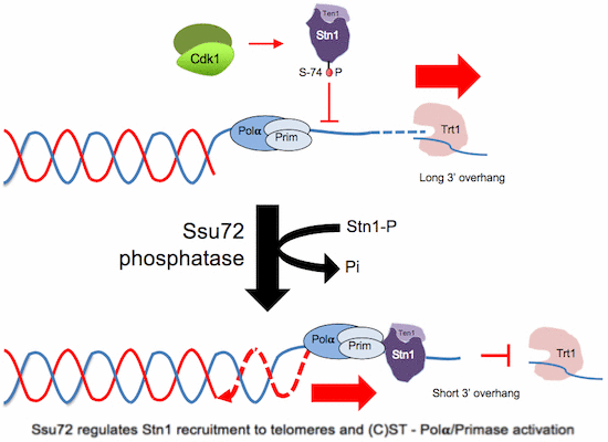 telomere elongation